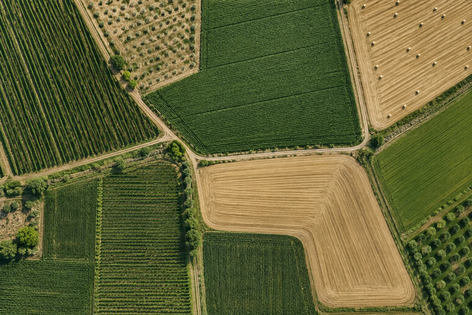 Geometric olive-green crop fields and sandy harvest plots viewed from above